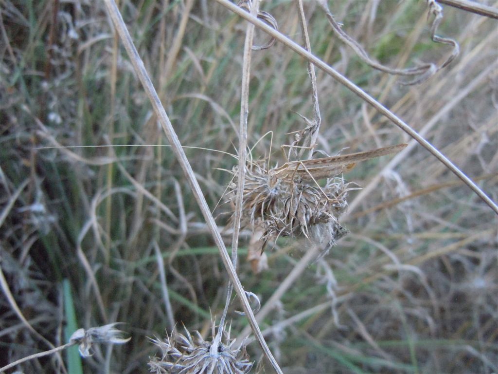 Femmina di Tylopsis lilifolia